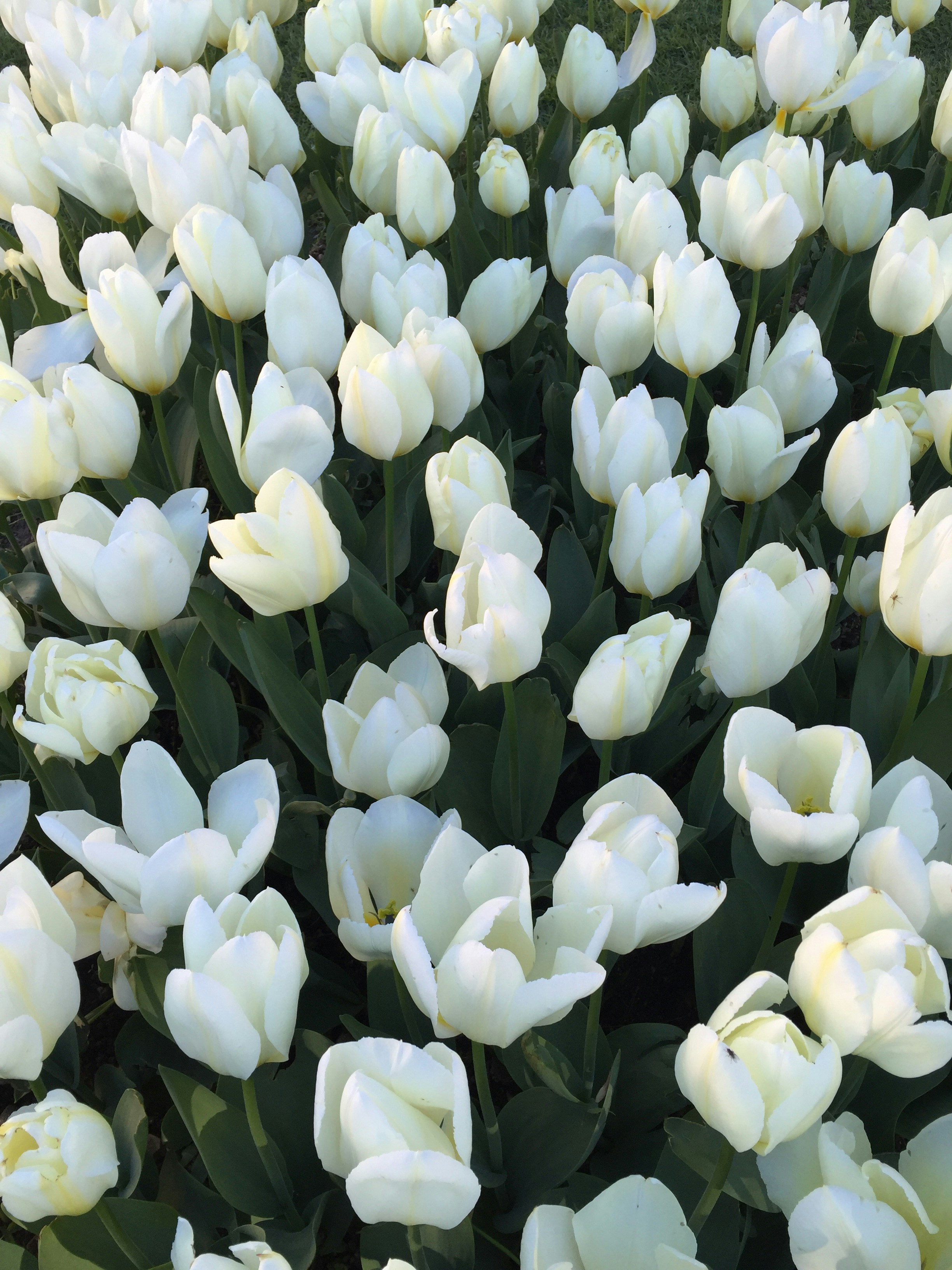 Free Unsplash photo from Magicphil Montes