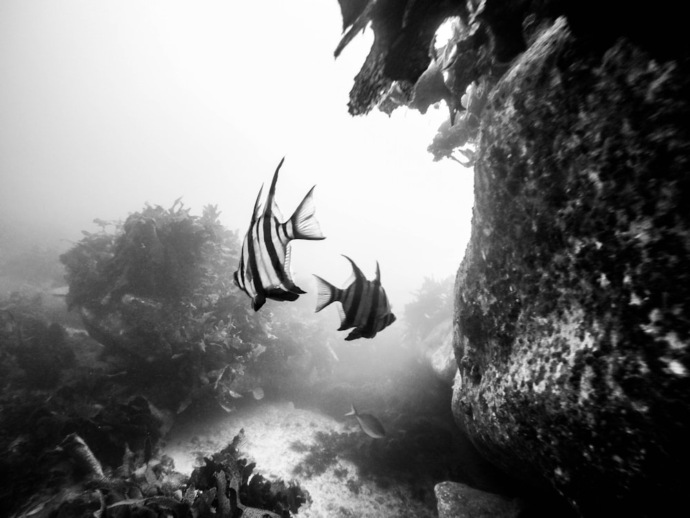 two fish underwater