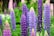 A vibrant display of purple and lavender lupine flowers rises amidst lush green foliage. The tall, spire-like blossoms are densely packed with small, colorful petals. The background is filled with a mix of blurred greens and other lupine variants, creating depth and a natural setting.