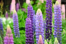 A vibrant display of purple and lavender lupine flowers rises amidst lush green foliage. The tall, spire-like blossoms are densely packed with small, colorful petals. The background is filled with a mix of blurred greens and other lupine variants, creating depth and a natural setting.