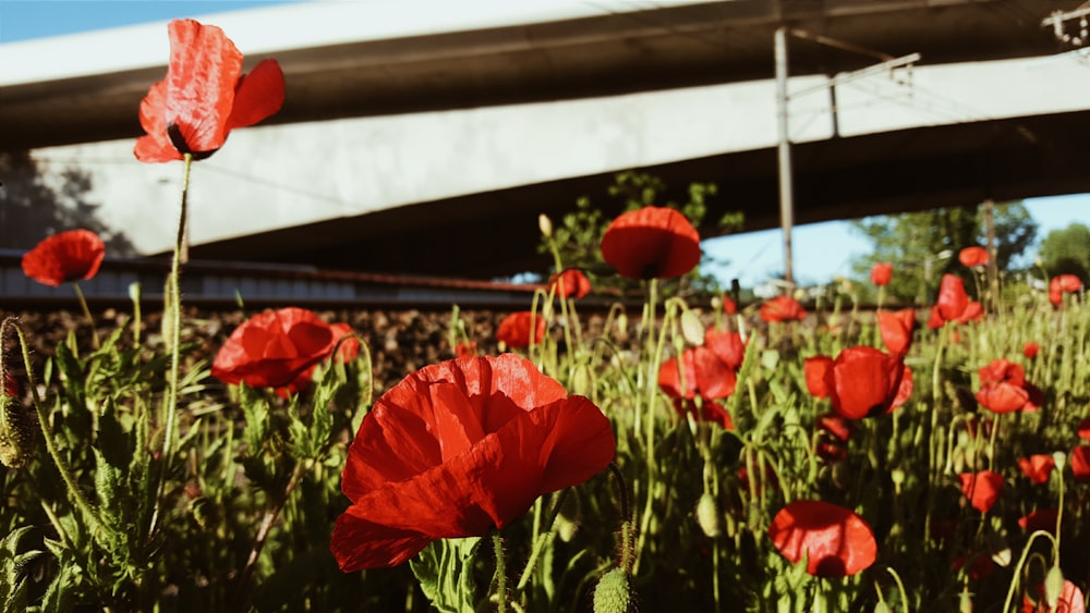 red flowers