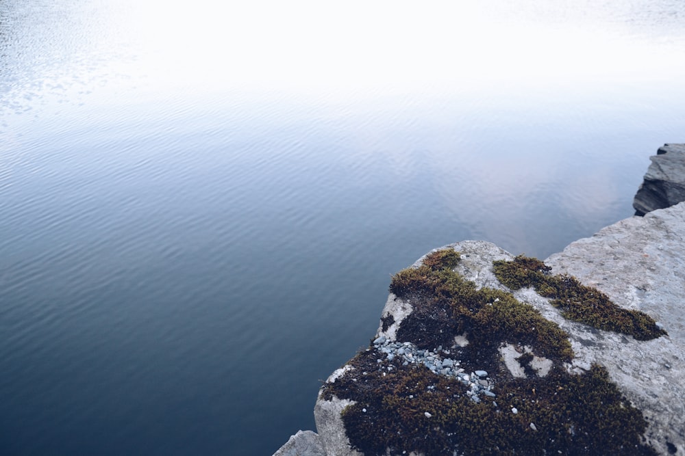 green algae on rock hill near body of water