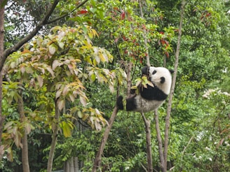 A panda is perched on a tree branch, surrounded by lush green foliage. The panda appears to be climbing or playing among the branches and leaves, exhibiting its natural behavior in a forest environment.