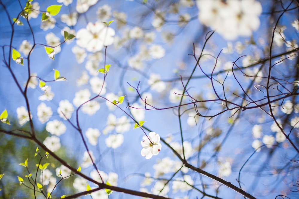 Selektive Fokusfotografie von weißen Blumen bei Tag