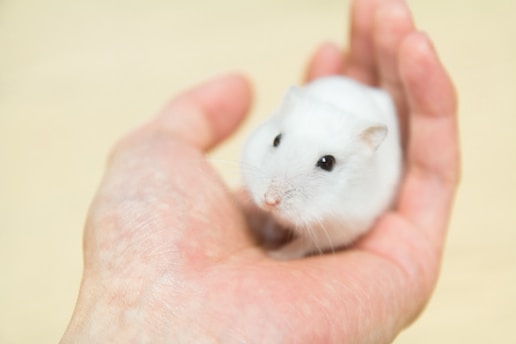 A small, white hamster with beady eyes is gently held in a person's open palm. The background is a soft, blurred beige color, adding a warm and calm ambiance to the scene.
