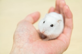 A small, white hamster with beady eyes is gently held in a person's open palm. The background is a soft, blurred beige color, adding a warm and calm ambiance to the scene.
