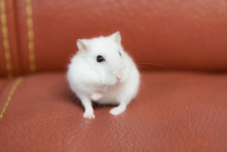 A small, white hamster sits on a textured brown surface with its tiny paws close to its body. The hamster's bright eyes and soft fur are prominent against the background, creating a contrast with the warm tones around it.