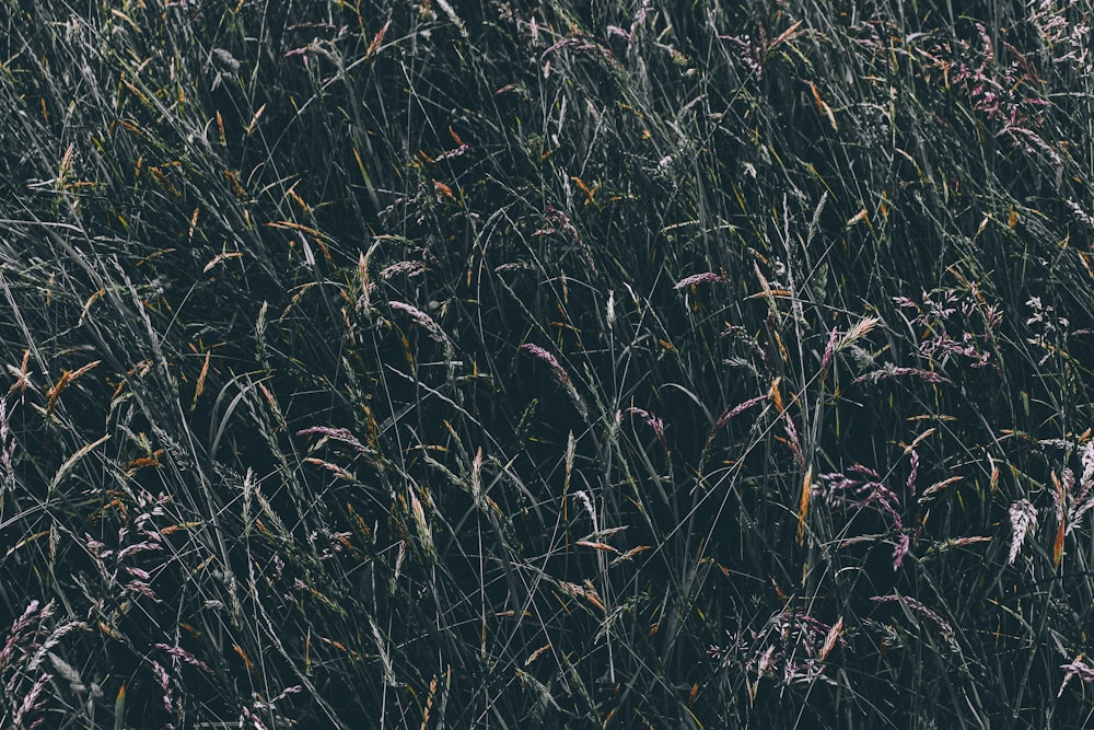 areal view of green leafed grass