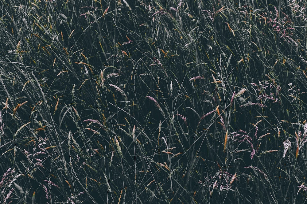 Vue aérienne de l’herbe à feuilles vertes