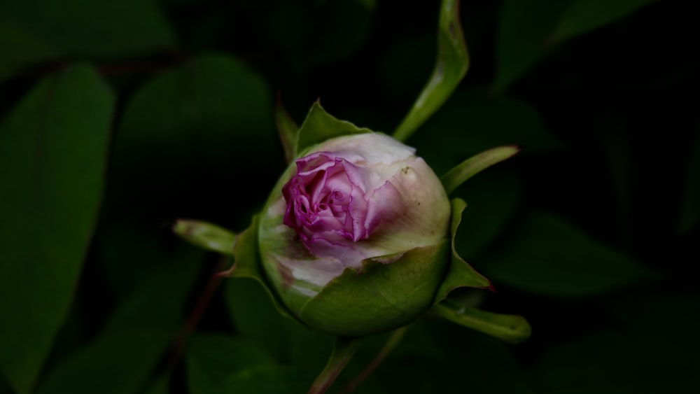 Nahaufnahmec der rosa Rosenknospe