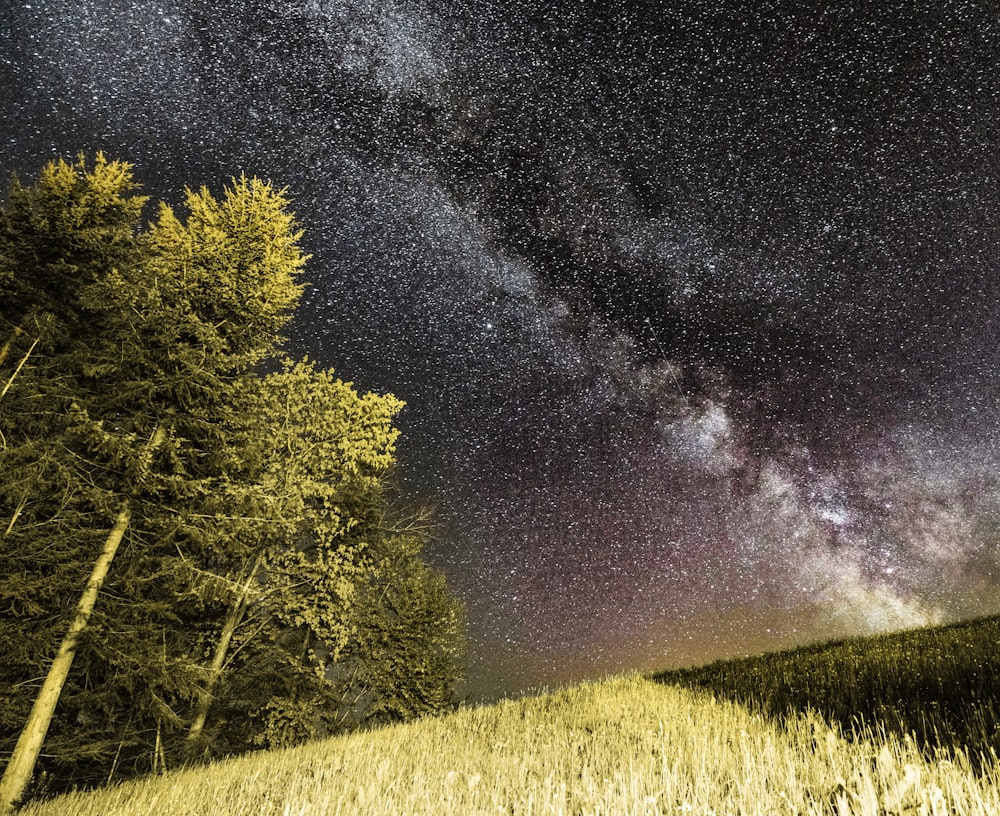 árboles verdes junto a un campo de hierba verde bajo el cielo estrellado