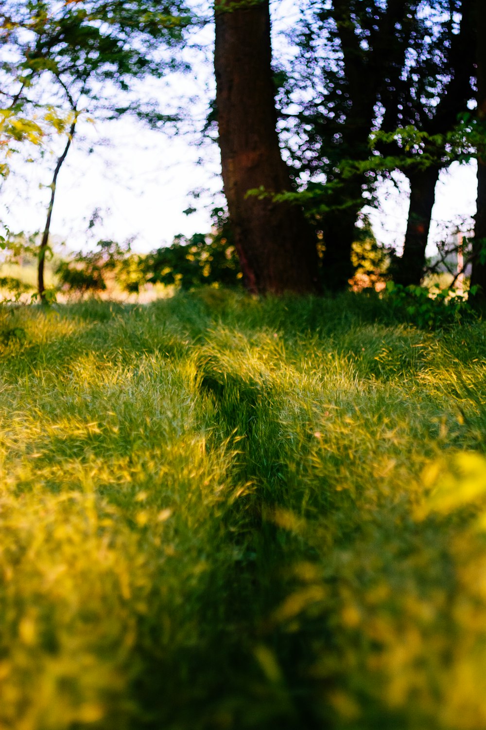 green grasses