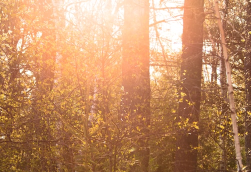 A serene Papua forest with sunlight filtering through dense green trees.