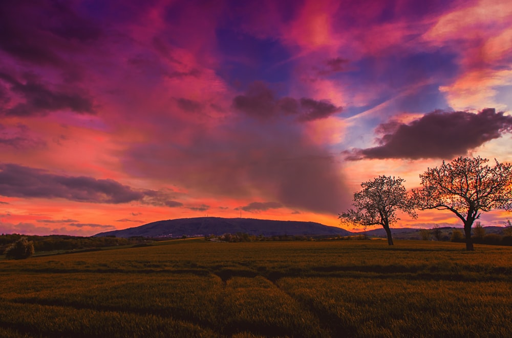 green grass field and tree under cloudy sky during daytime