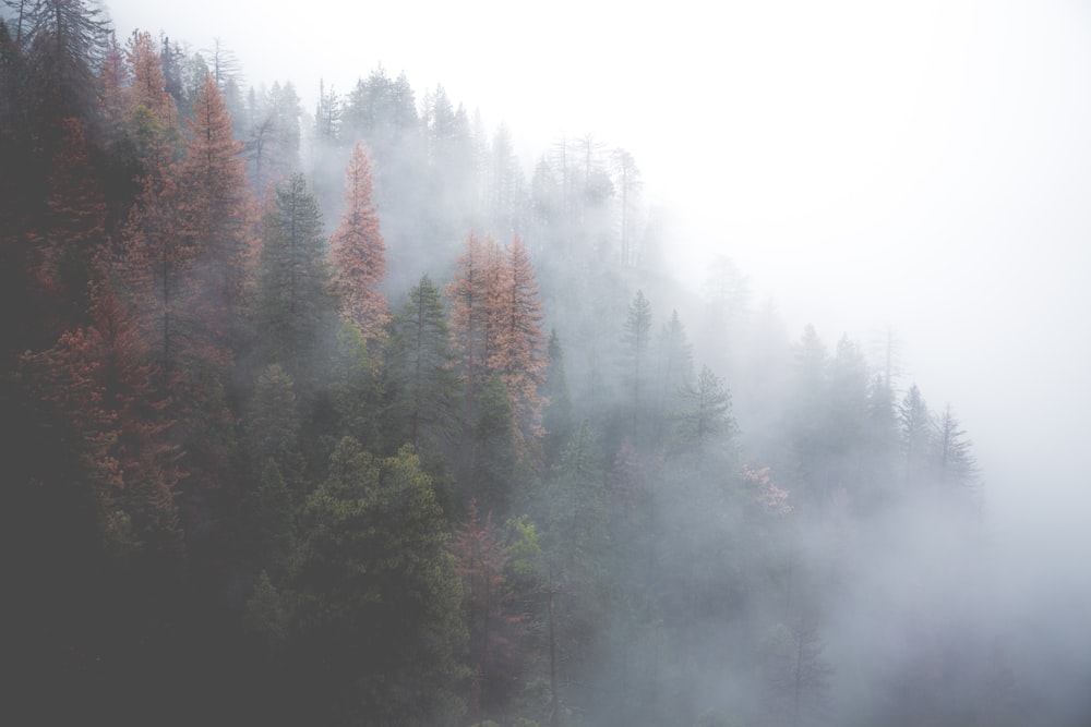 Bosque verde cubierto de niebla