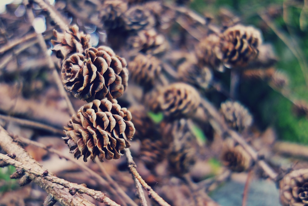 pine cones