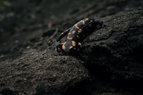 Close-up of a colorful fish salamander resting on smooth rocks.