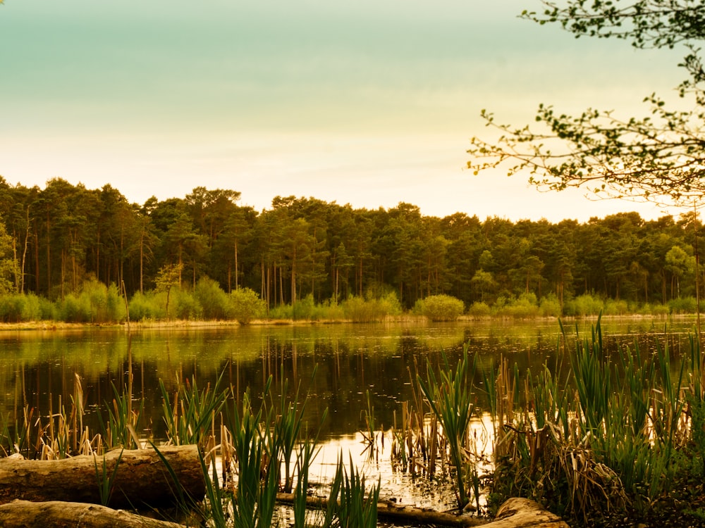 trees beside lake