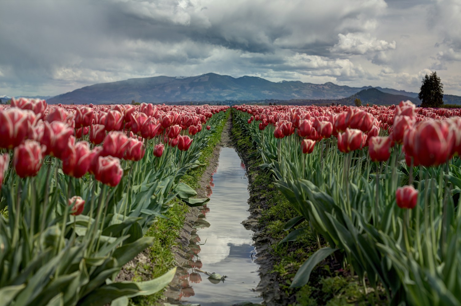 Rows of pink and white tulips in Washington’s Skagit Valley, with mountains beneath a cloudy sky.