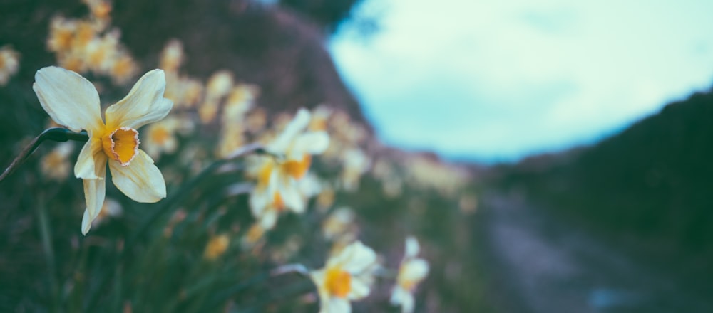 fleurs à pétales blancs et jaunes