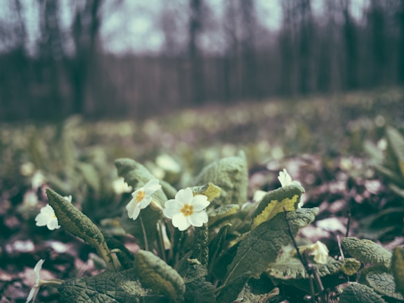 A serene forest setting with delicate white flowers blooming among green leaves in the foreground, while the background is a blurred mix of bare trees and muted natural colors. The atmosphere is peaceful and evokes a sense of calm and tranquility.