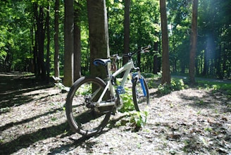 A bike resting against a tree on a sun-dappled forest path.