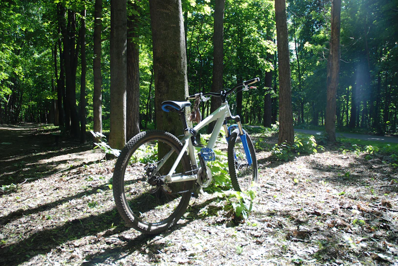 A gravel bike resting against a rugged forest trail at dawn, with soft golden light filtering through the trees.