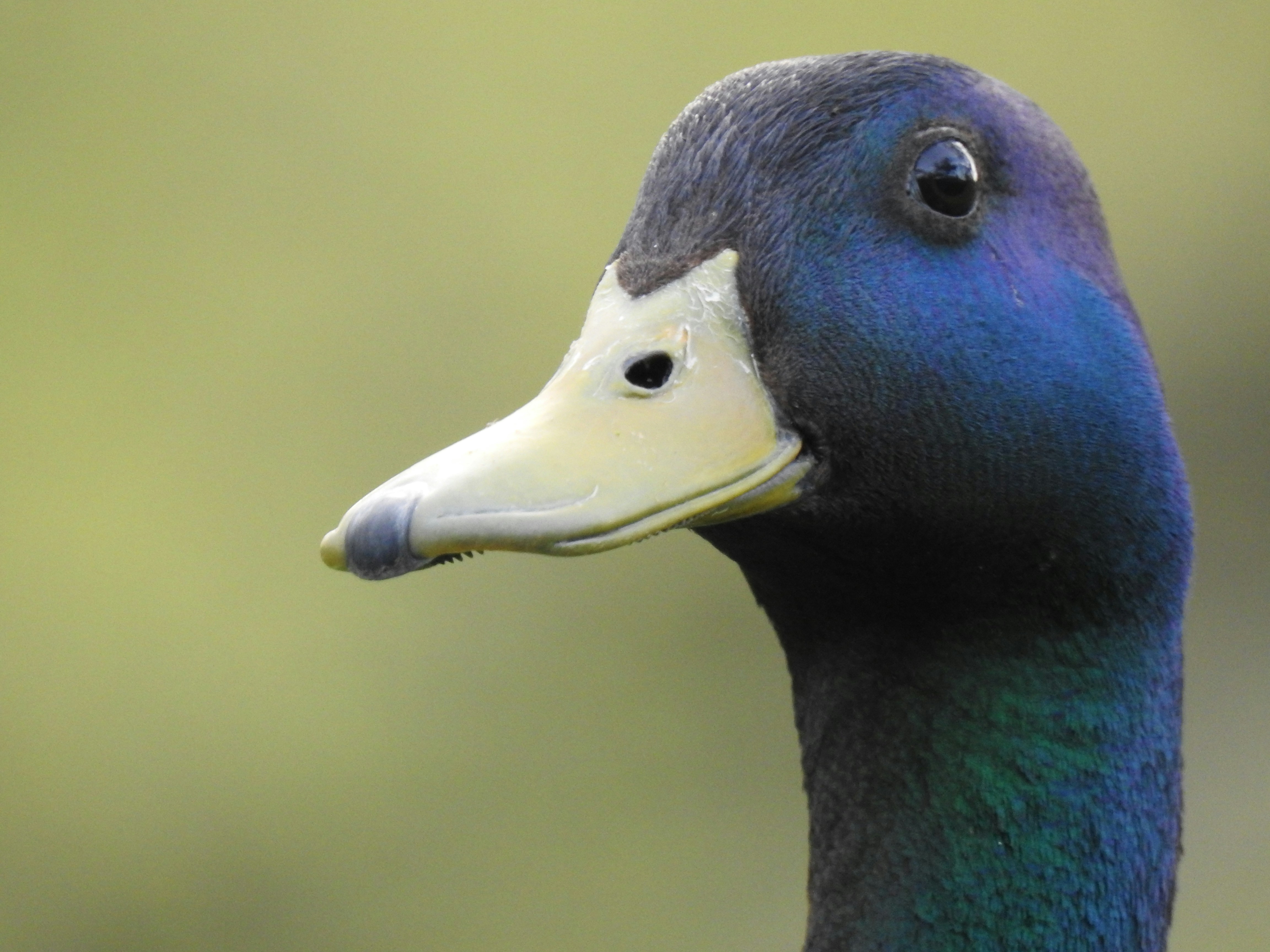 Free Unsplash photo from Orlando Melendez