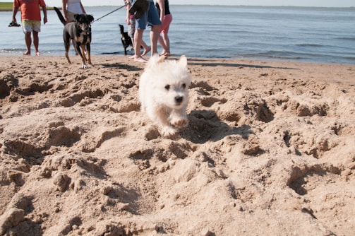 A playful puppy running on the beach with a child.