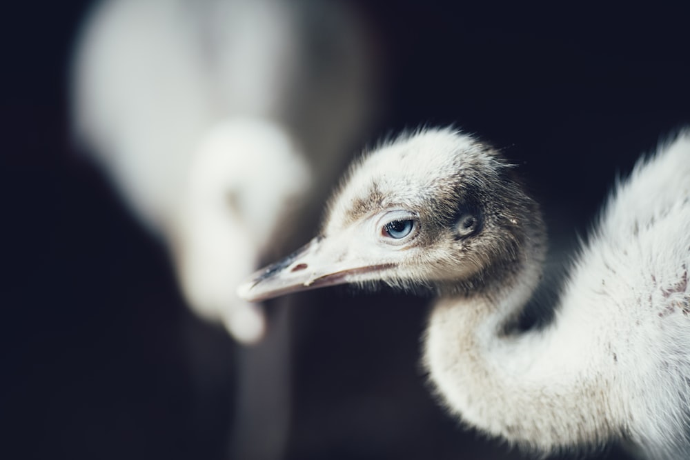 crane chick on black background