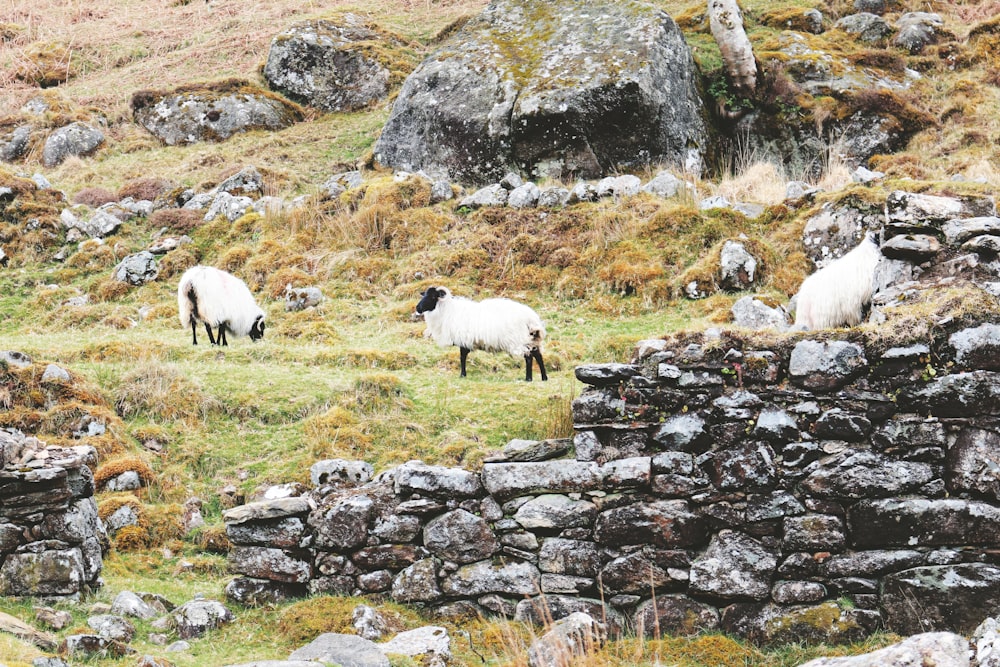 three white sheep standing near brown rocks