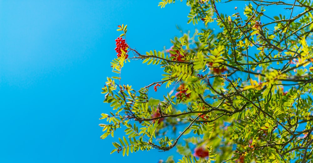 red flowers