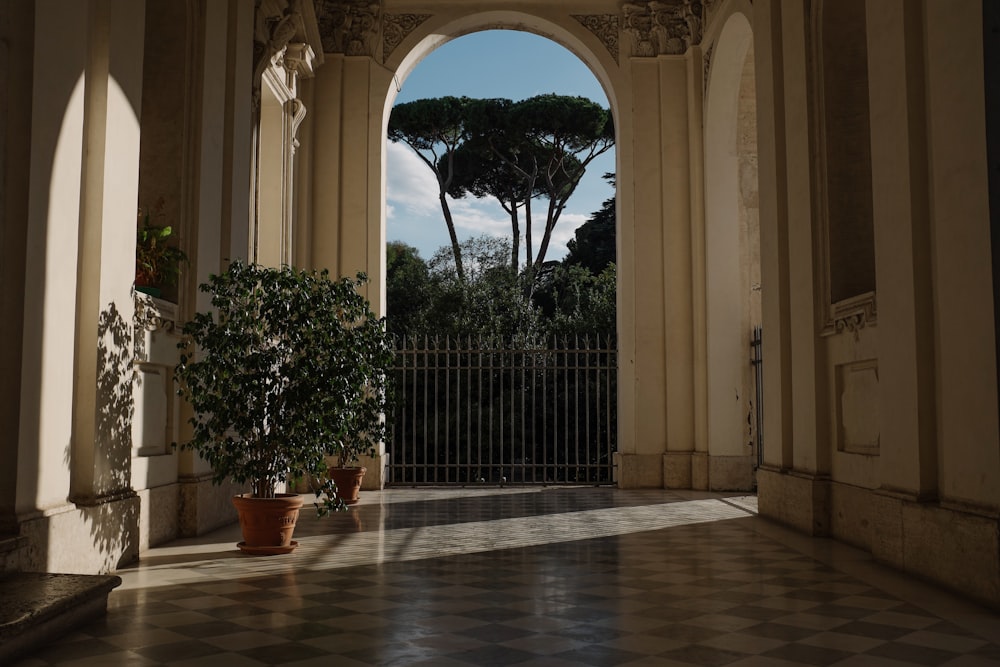 foto di piante a foglia verde all'interno del corridoio