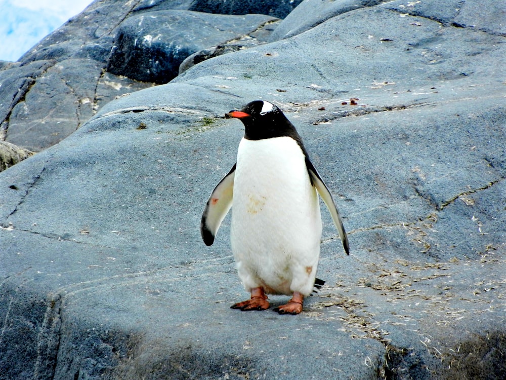 Pinguim em pé na rocha preta
