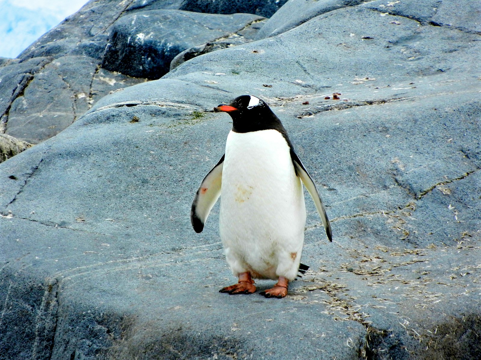 Nikon Coolpix S9100 sample photo. Penguin standing on black photography