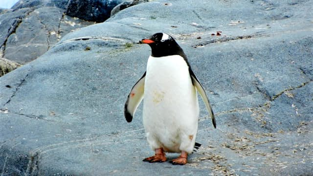 Pinguin