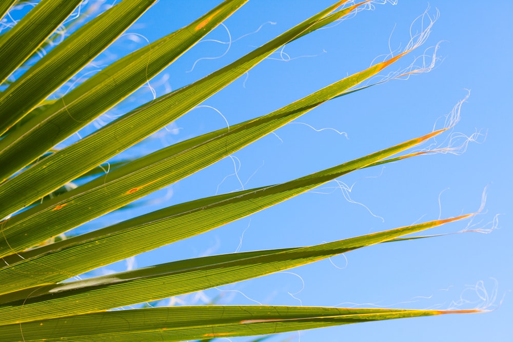 green-leafed plant