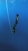 woman diving underwater