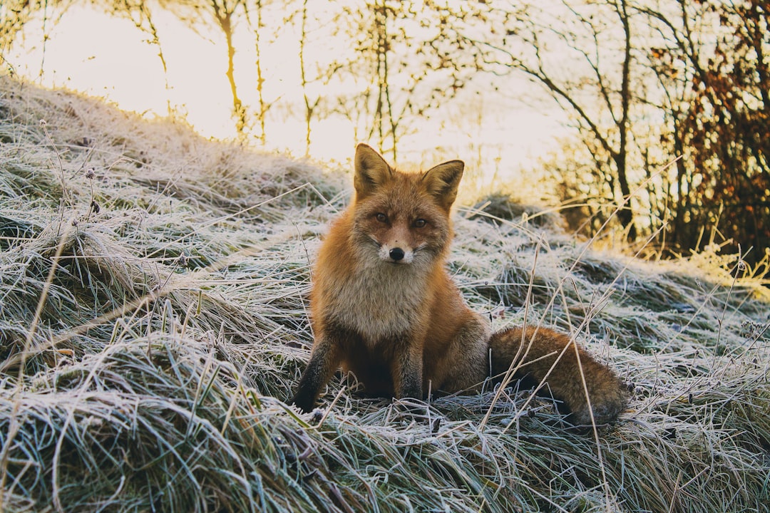 Wildlife photo spot Hovedøya Fredrikstad