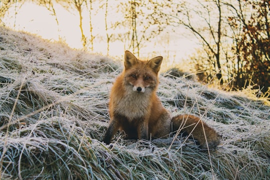 close-up photography of fax sitting on green grass field at daytime in Hovedøya Norway