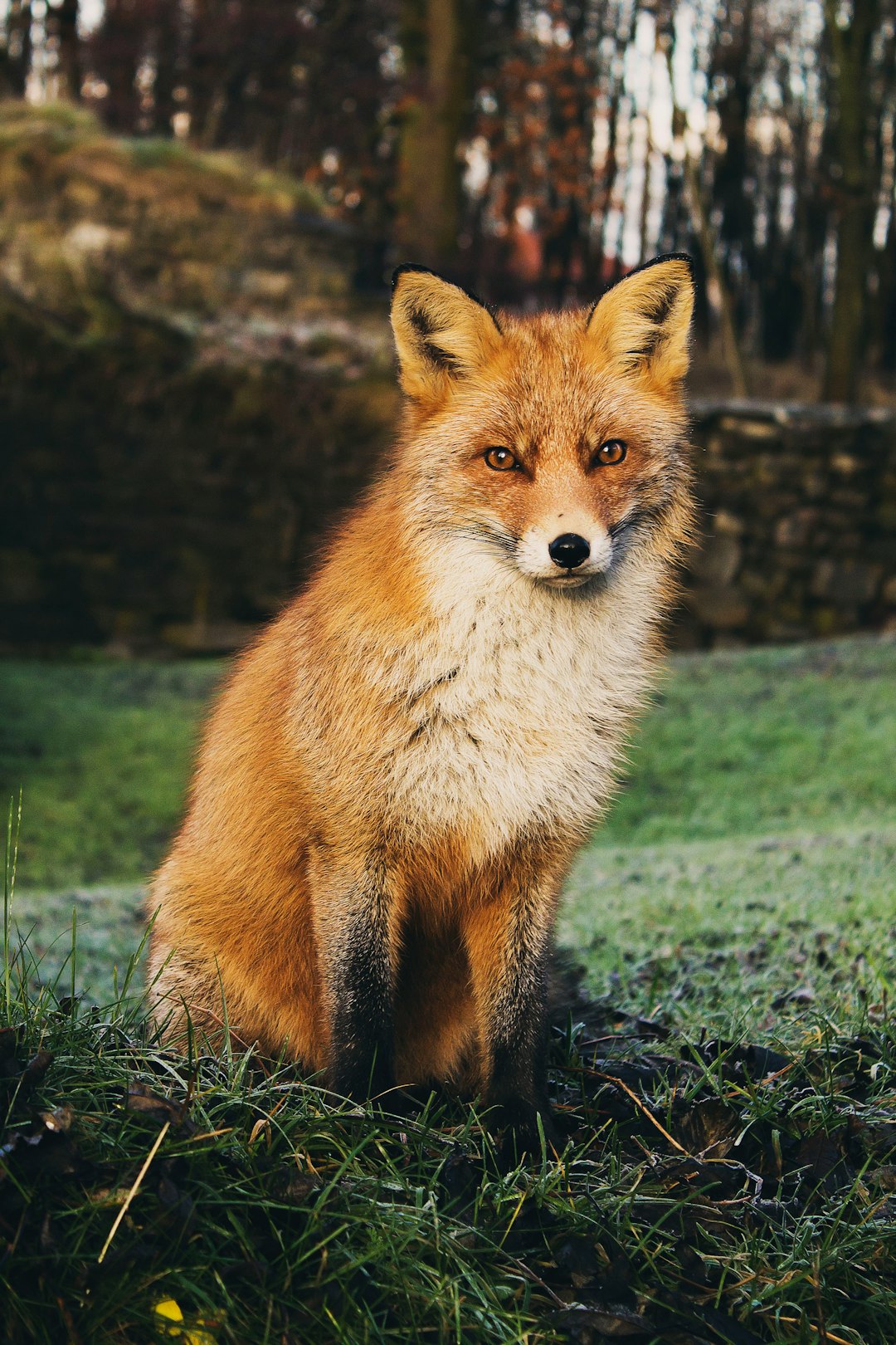 brown fox sitting on green grass field during daytime