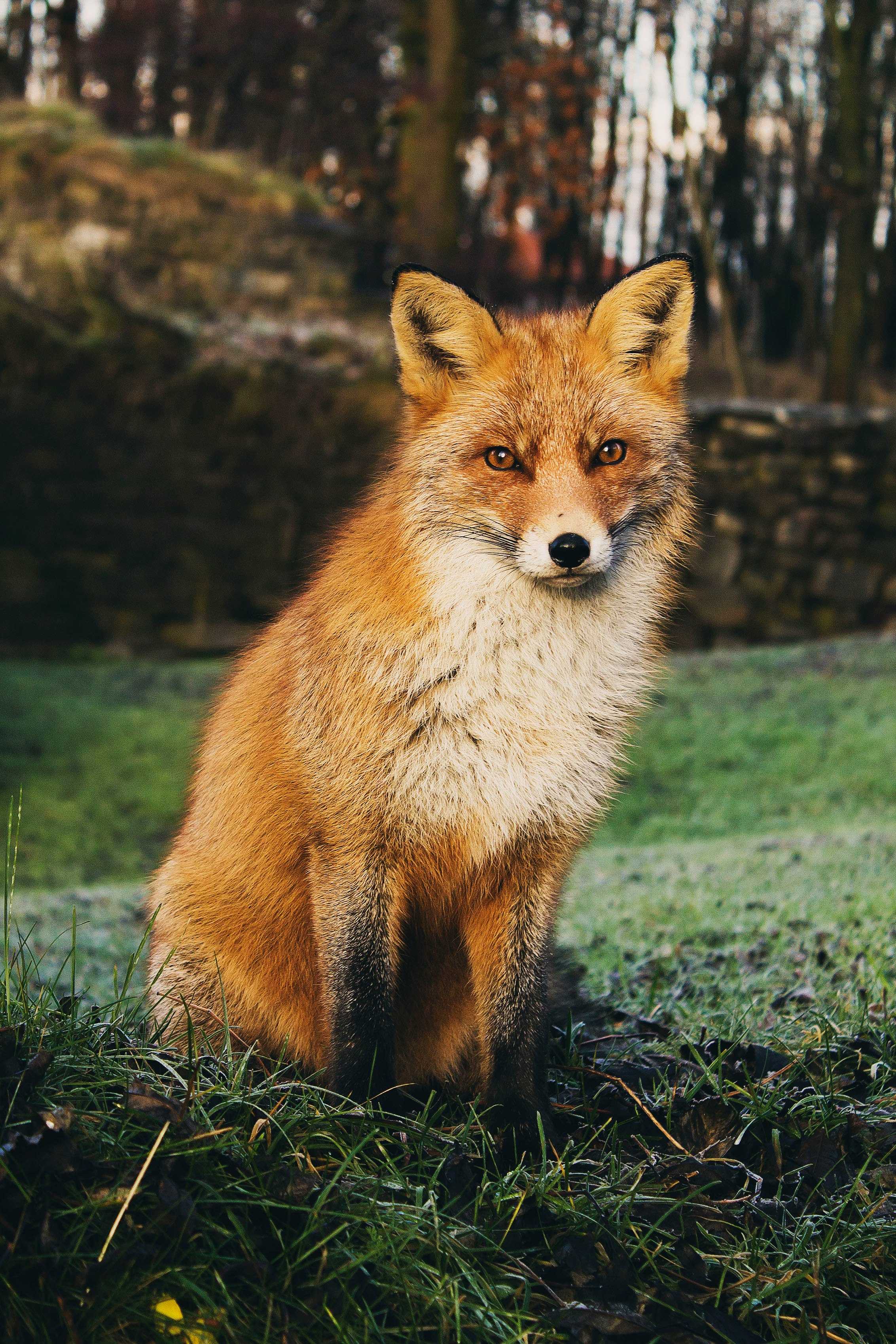 Photo de slow fox par Linnea Sandbakk