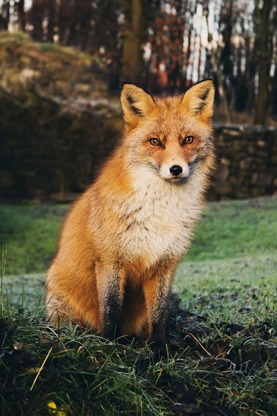 brown fox sitting on green grass field during daytime in Hovedøya Norway