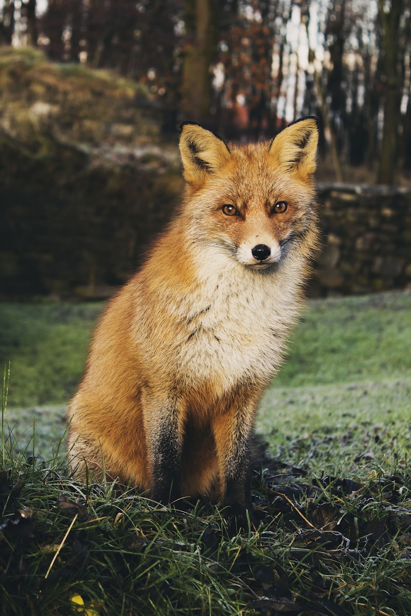 Personality Animals
