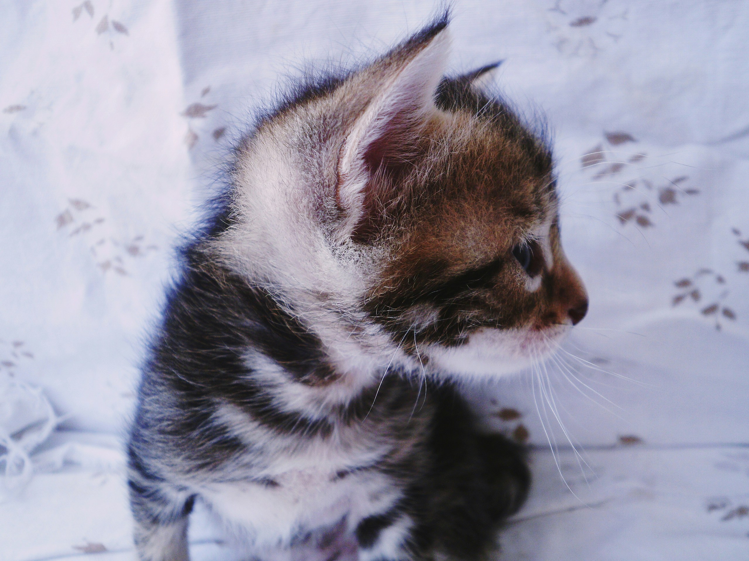 Free Unsplash photo from Kata Osto