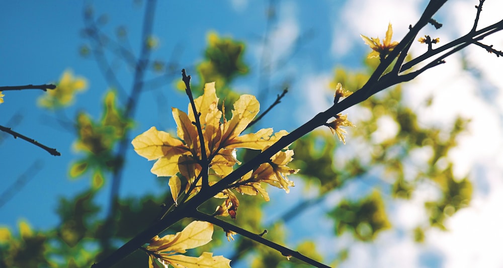 shallow focus photography of yellow leaf