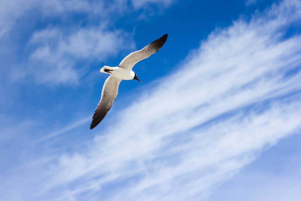 photo of flying white and black bird during daytime