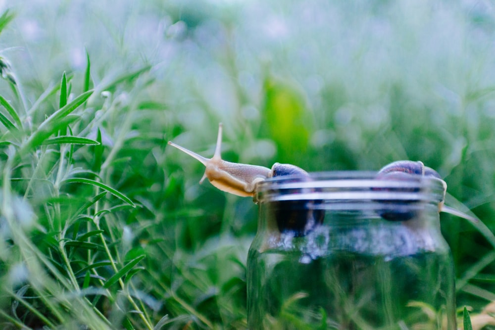 two snails on clear glass jar