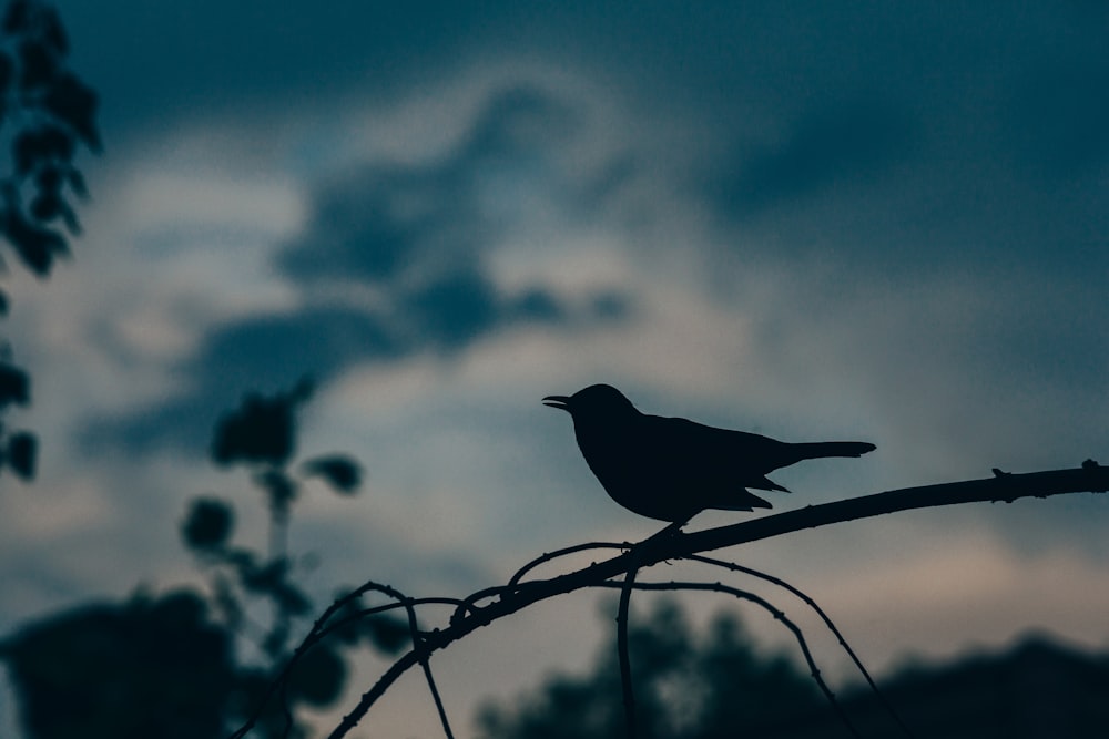 silhouette of bird perched on tree