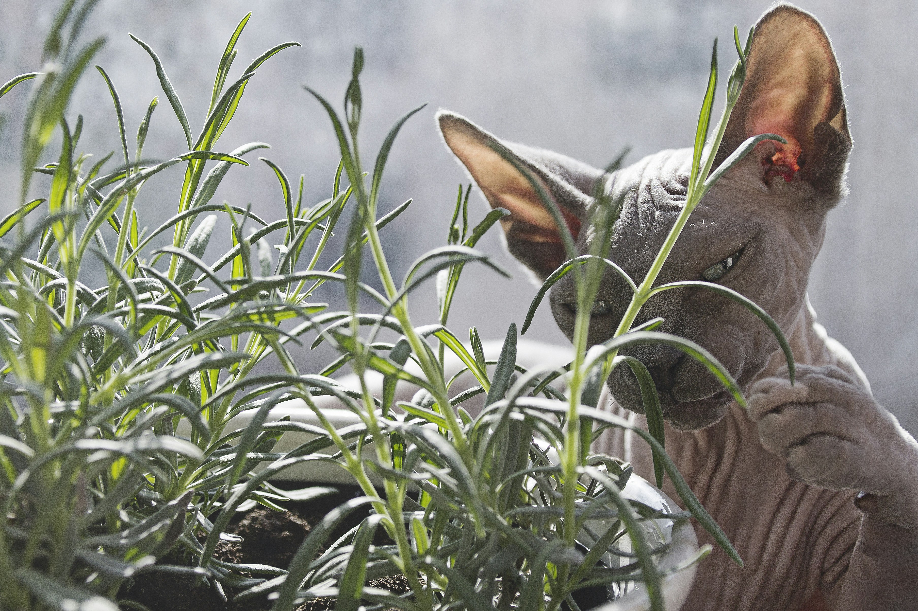 Free Unsplash photo from Linnea Sandbakk